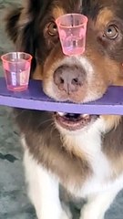 Dog Balances Water While on Skateboard