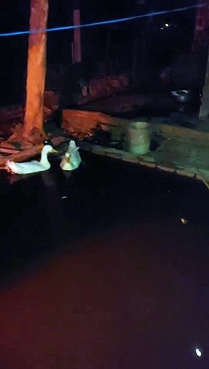 Duck inside water