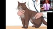 Care for a Cat with Feline Leukemia