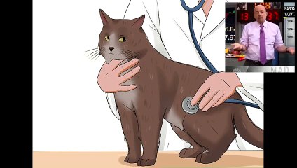 Care for a Cat with Feline Leukemia