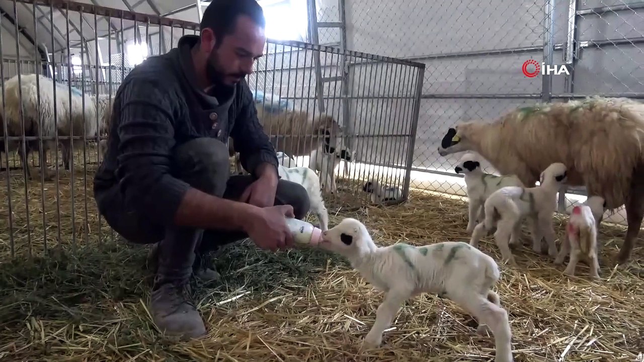 Gökhöyük’te Kuzu Doğumları Dört Dörtlük