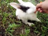 Cute baby bunny eating banana, cute baby rabbit eating banana