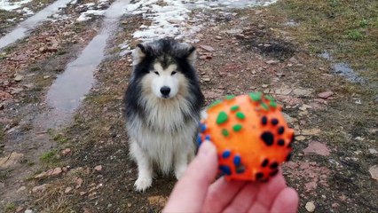 How Often You Should Replace Your Pet’s Toys and How to Clean Them