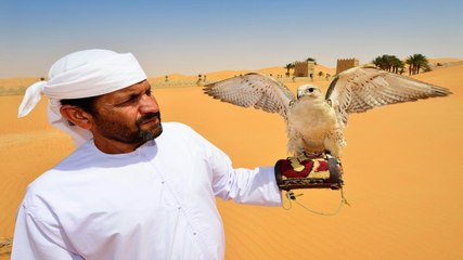 Why Emiratis love falcons?