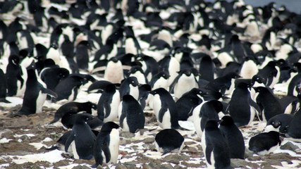 A colony of 1.5 million penguins