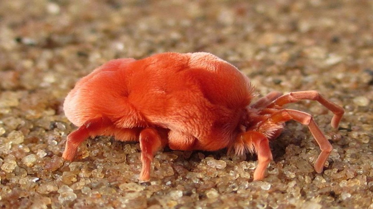 Ever Seen Rain Bugs?