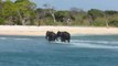 Sri Lanka Rescues Two Elephants