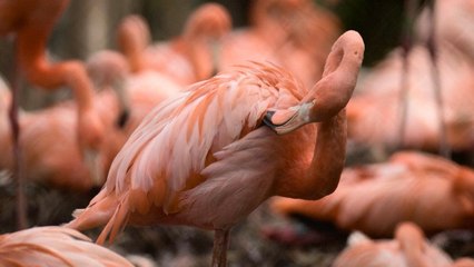 Newly Hatched Flamingos
