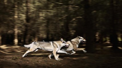 Banned Dog Breeds in the UAE