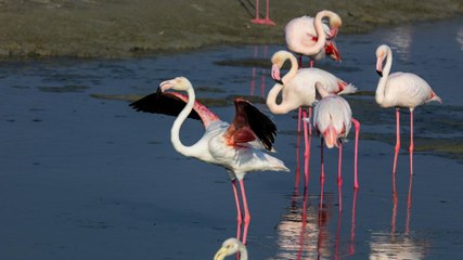 Dubai&#39;s Flamingos Take Flight
