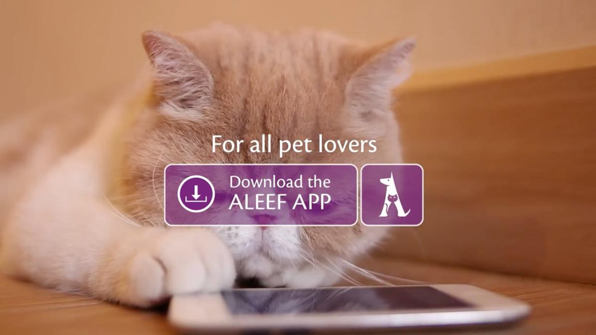 ⁣‘Aleef’ Animal Adoption Platform