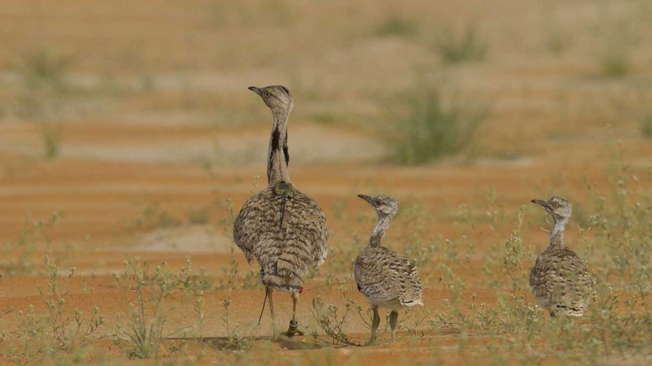 Sustainable Future for the Houbara