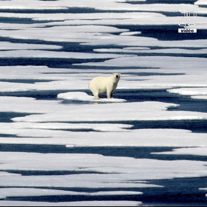 L'ours blanc, une espèce de plus en plus menacée