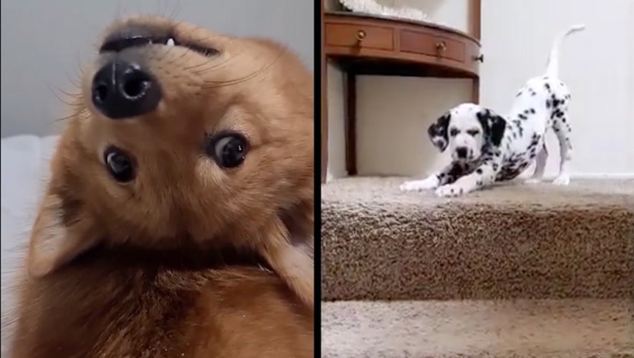 Adorable Pups March To The Beat Of Their Own Drum