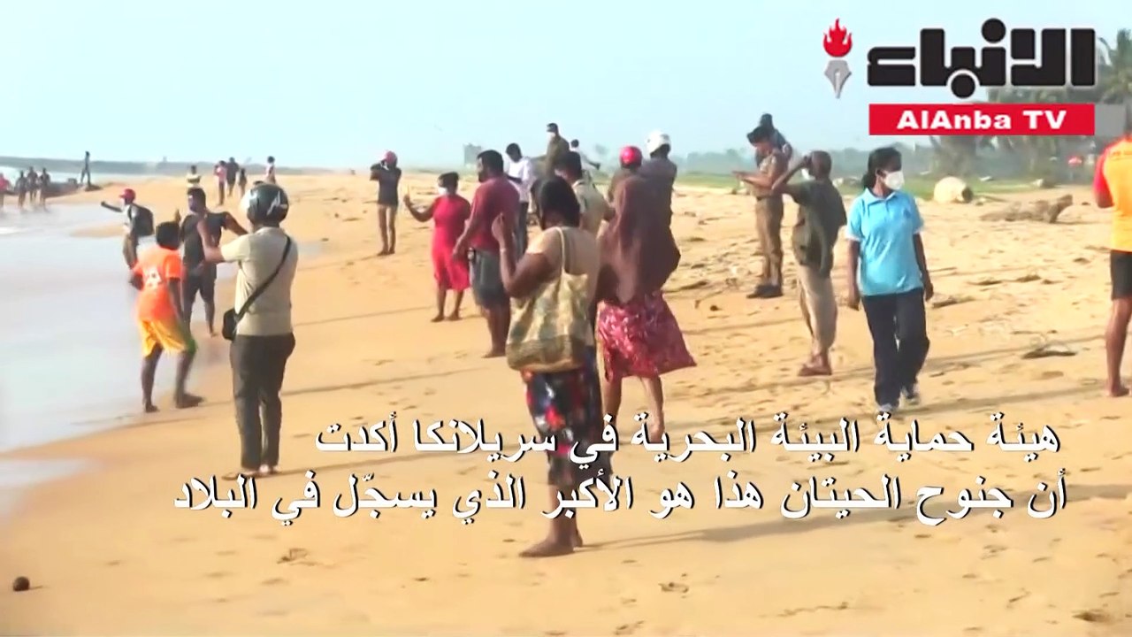 إنقاذ 120 حوتا طيارا بعد جنوحها عند شواطئ سريلانكا