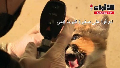 صغيرة بوما تنضم إلى حديقة حيوانات في باريس