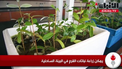 البيئة تجهز لزراعة 1800 شجرة قرم على البيئة الساحلية