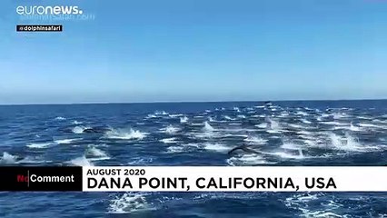 شاهد- مئات الدلافين تسبح قبالة الشواطئ الكاليفورنية