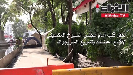 حقل «حشيش» أمام مجلس الشيوخ المكسيكي!