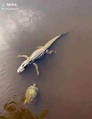 ردة فعل غريبة من سلحفاة أثناء مرورها بجانب تمساح