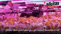 ثورة زراعية وسط الصحراء في دبي سعيا لتعزيز أمنها الغذائي