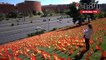 غرس آلاف الأعلام الإسبانية في متنزه بمدريد تكريما لضحايا كورونا