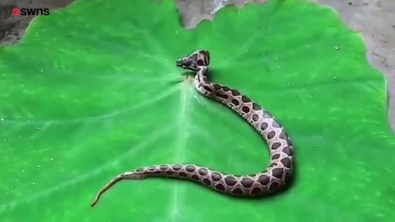 Bizarre video of a rare two-headed SNAKE
