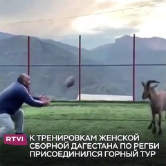 بطل أولمبي يعلم ماعز الجبل لعب الركبي