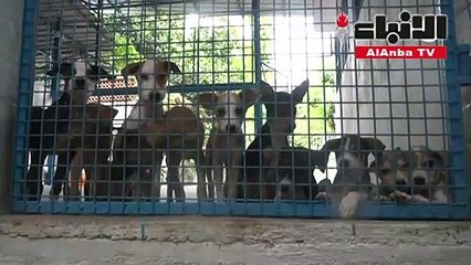 شعور الوحدة المرافق للحجر يدفع مزيدا من الهنود إلى تبني كلاب