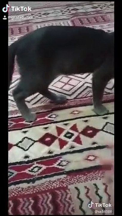 أبو عبد الرحمن المشهور بـ”رفيق القطط” يتصدر “التريند” بعد وفاته