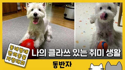 [동반자] '너 때문에 행복해♥' 반려견 단추의 취미생활 / YTN