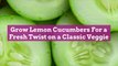 Grow Lemon Cucumbers For a Fresh Twist on a Classic Veggie