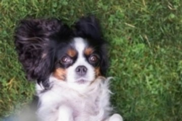 Entertain Your Bored Dog With These Quick and Easy Methods