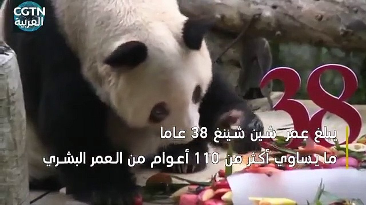 قناة CGTN العربية - أكبر باندا عملاقة عمرا في العالم تحتفل بعيد ميلادها ال38
