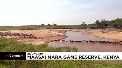 شاهد- السياح غائبون عن هجرة الحيوانات البرية الكبرى من تنزانيا إلى كينيا…