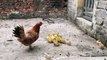 The Mother Chicken protects the Chicks from the Evil Cobra