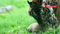 ولادة نمر سومطري نادر جدا في حديقة حيوانات بولندية