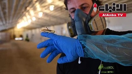 شركة تسعى لجعل الجنادب وسيلة أساسية لجبه التحديات الغذائية العالمية