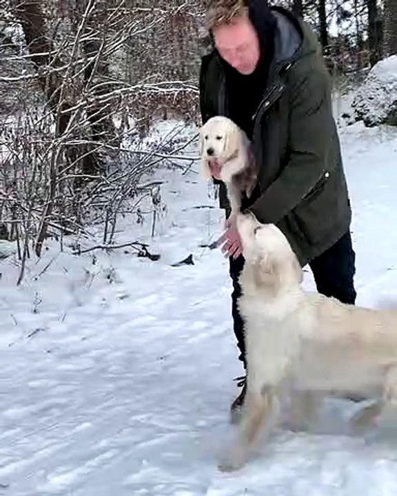 Golden Retriever Puppy Meets Older Sister