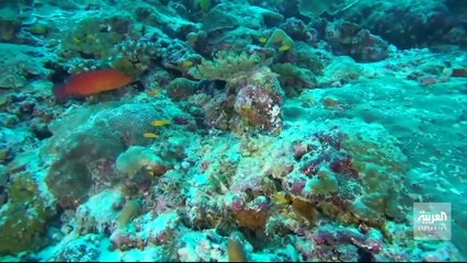 دراسة بيئية مثيرة تتحدث عن انقراض الأسماك من البحار