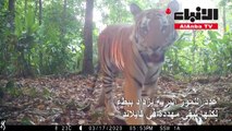 عدد النمور البرية يزداد ببطء لكنها تبقى مهددة في تايلاند