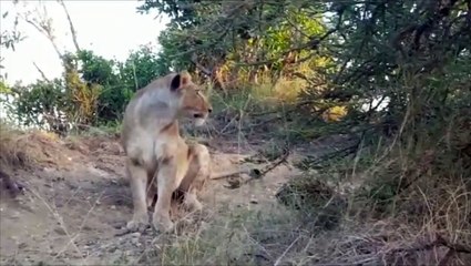 Lioness corners a leopard