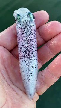 Mesmerizing Color Changing Squid - ViralHog