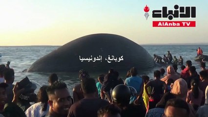 حوت نافق عملاق يجنح على الشاطئ في إندونيسيا