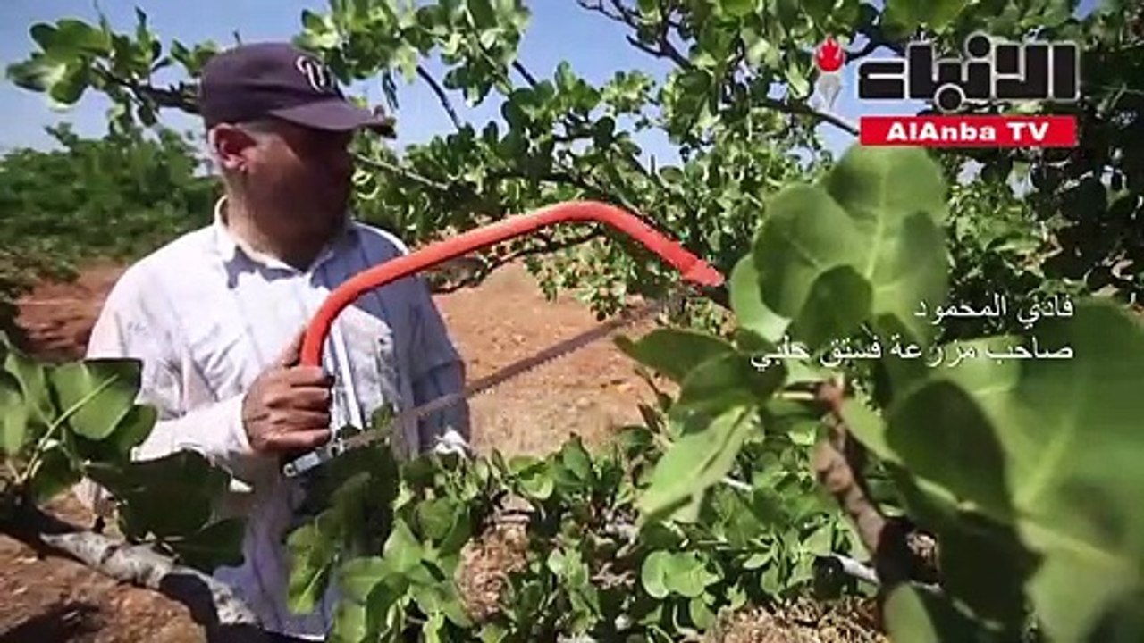 مزارعو حماة يستعدون لقطف الفستق الحلبي بعد توقف لسنوات جراء المعارك