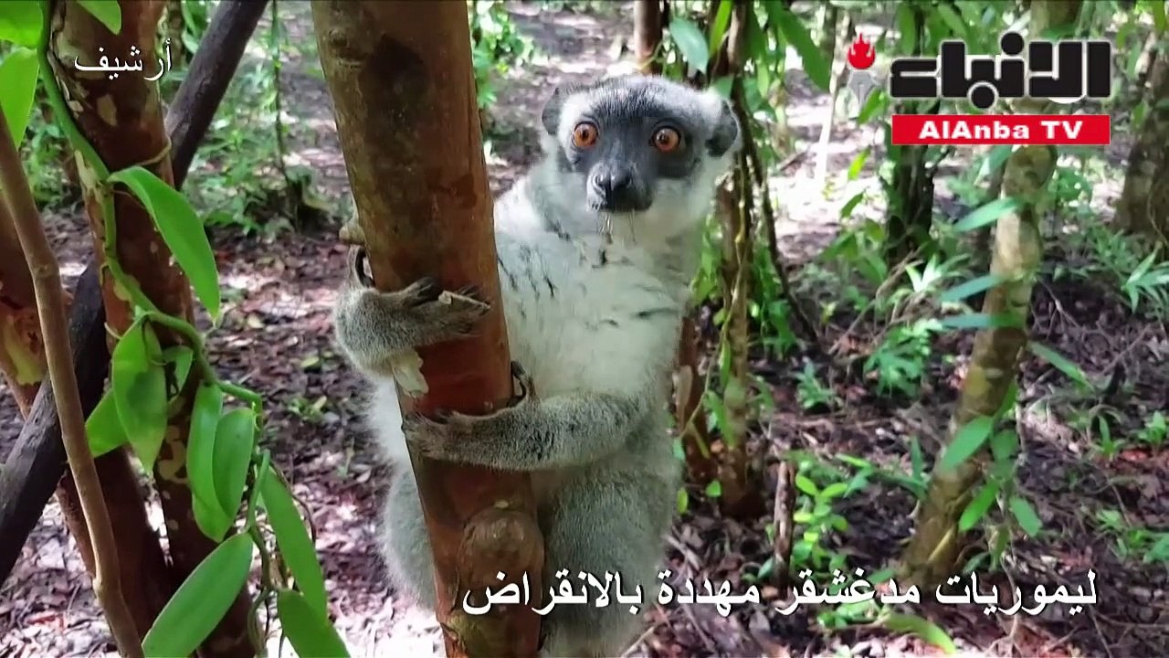 ليموريات مدغشقر مهددة بالانقراض