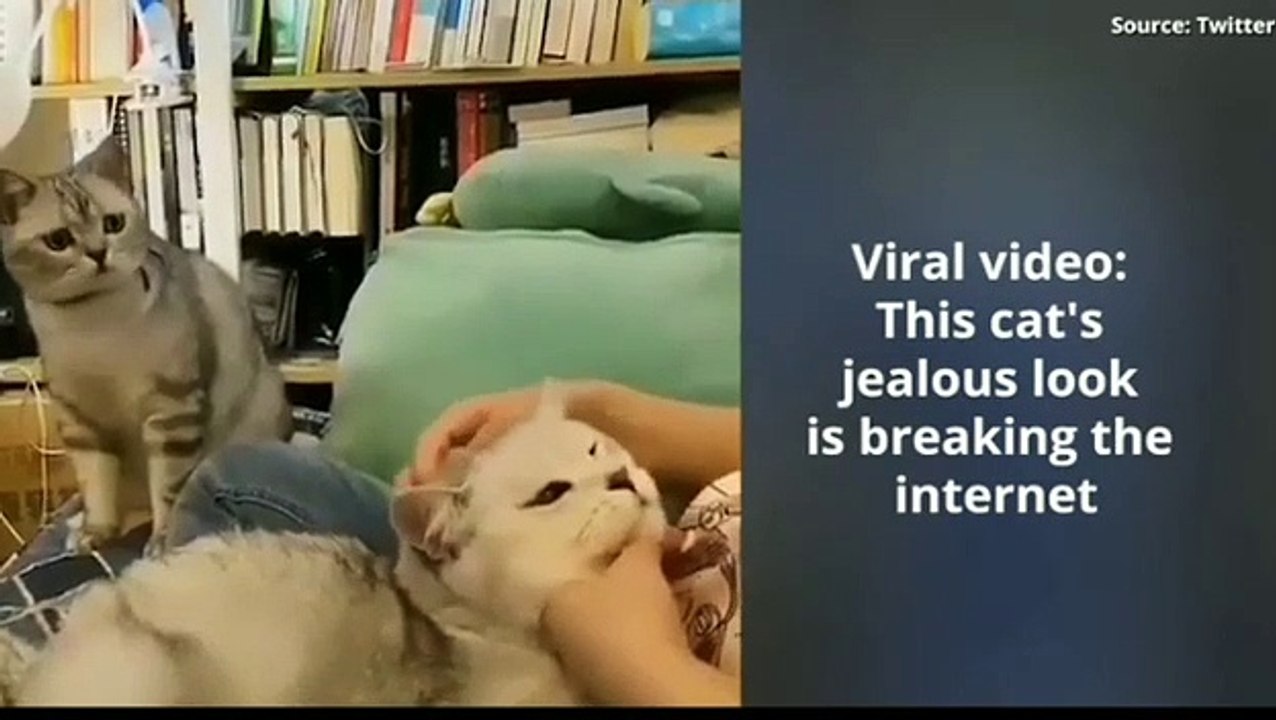 This cats jealous look is breaking the internet