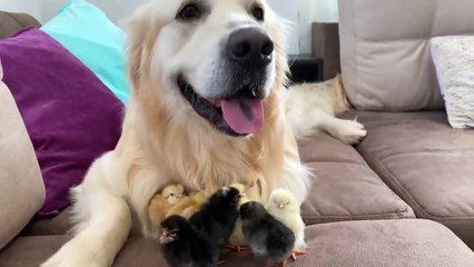 Cute Baby Chicks think the Golden Retriever is their Mother