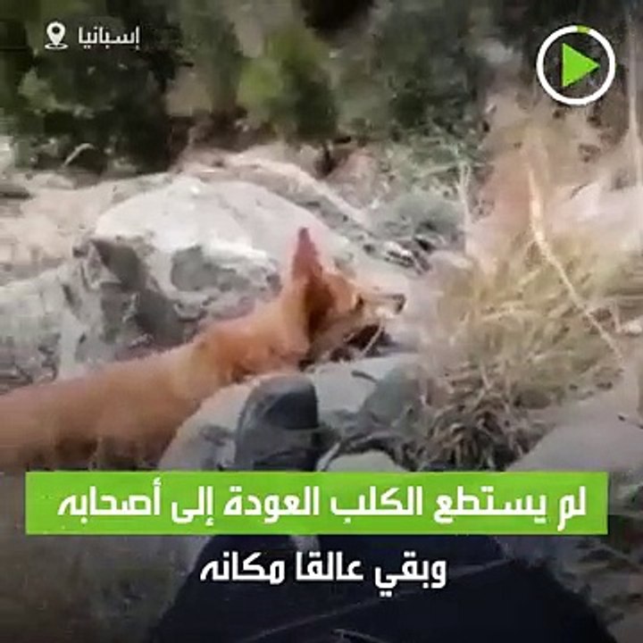 إنقاذ كلب عالق في منحدر صخري