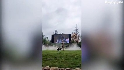 two giraffes watch soap opera on a big screen